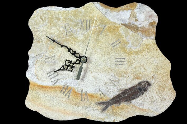 Wide Fossil Fish (Knightia) Clock - Wyoming #114326